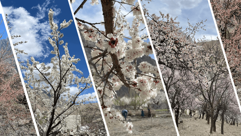 Blossom Season in Northern Pakistan