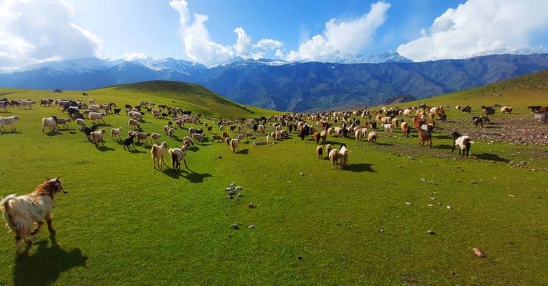 Discover the Natural Beauty of Tooshi Game Reserve in Pakistan