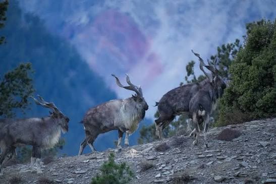 Discover the Majestic Markhor View Point: A Hidden Gem in Pakistan