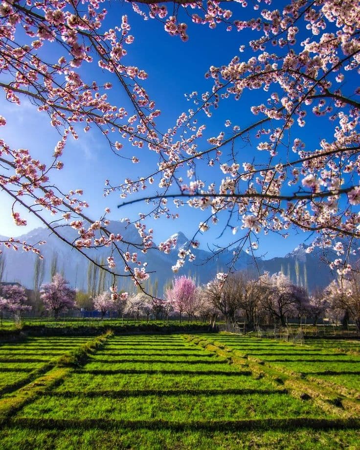 Experience the Enchantment of Cherry Blossom in Hunza, Pakistan